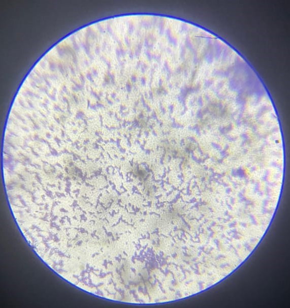 Microscopic image