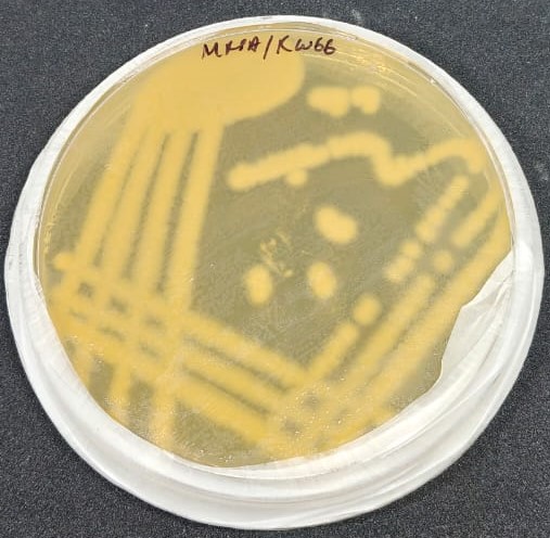 Bacteria 2