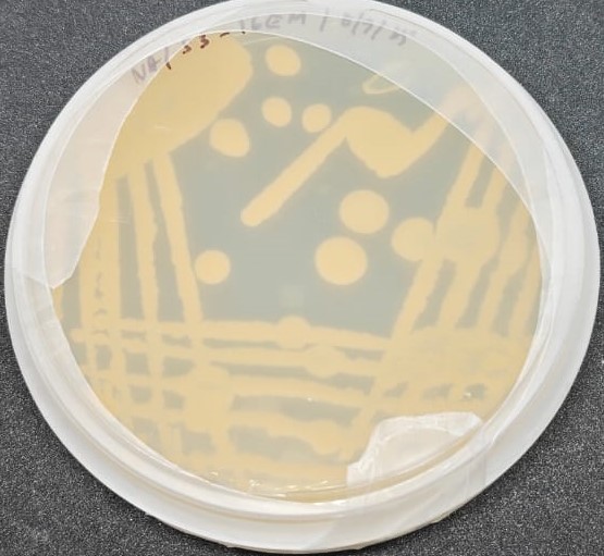 Bacteria 3