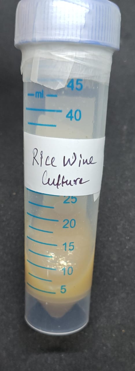 Rice wine culture
